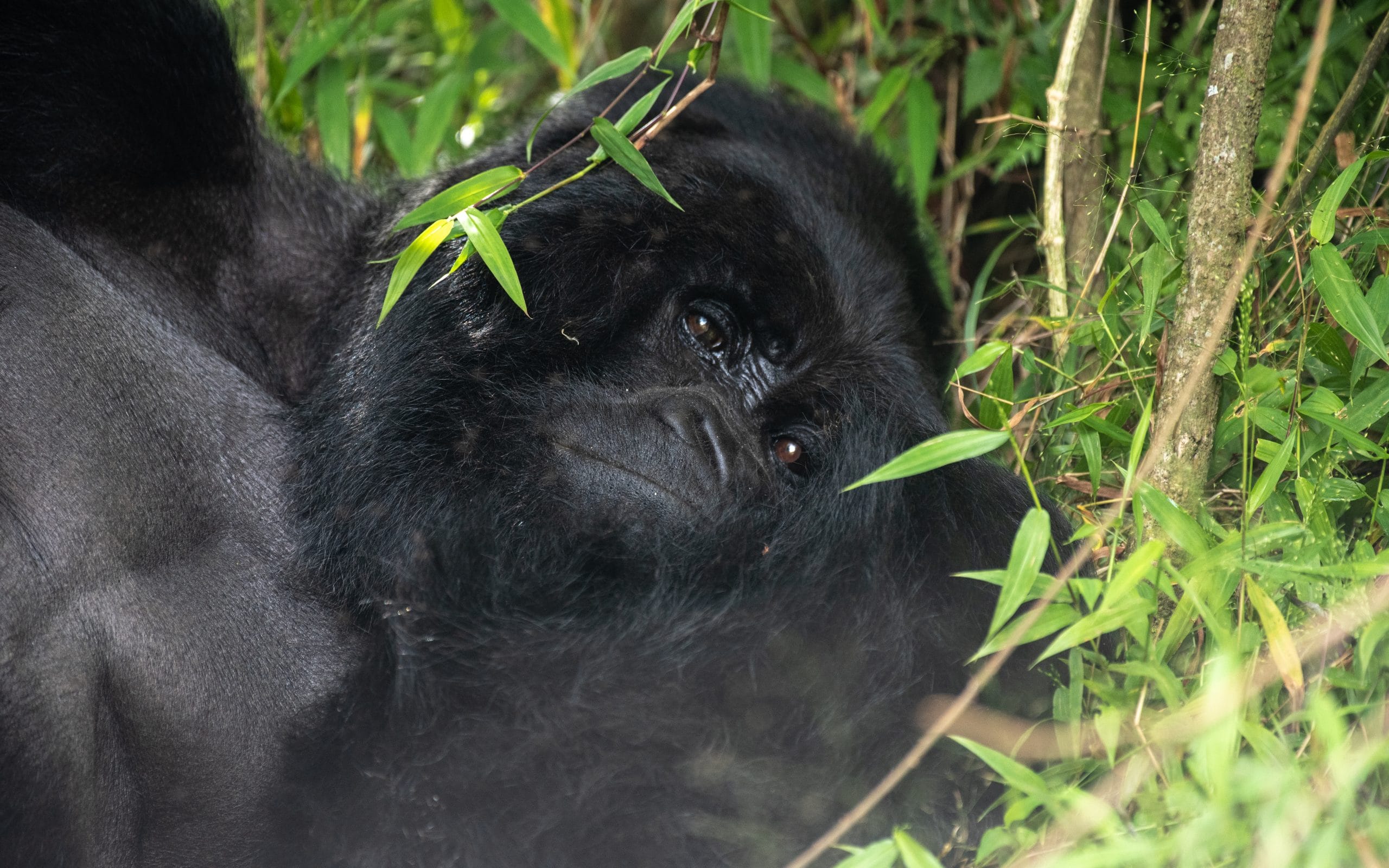 4 Days Family Queen Elizabeth Safari